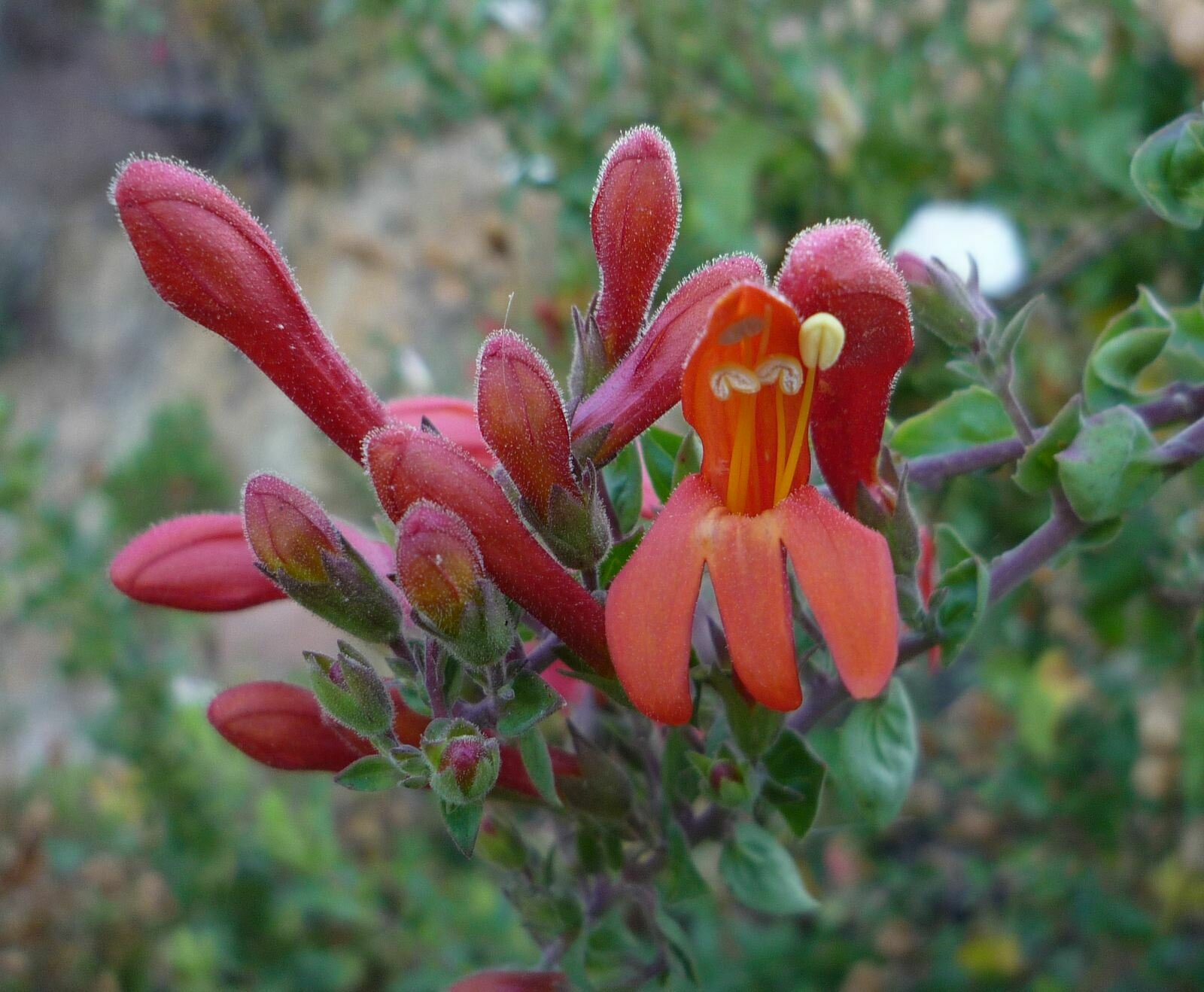 High Resolution Keckiella cordifolia Flower